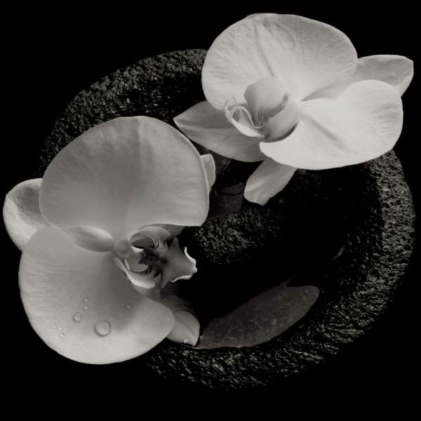 Corpse Flower (180g) (Limited Edition) (Smokey Swirl Vinyl) - Mike Patton & Jean-Claude Vannier - LP