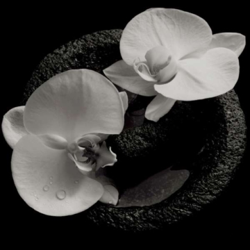 Corpse Flower (180g) (Limited Edition) (Smokey Swirl Vinyl) - Mike Patton & Jean-Claude Vannier - LP - Front